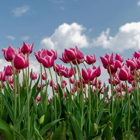Holiday home Zeewaard 56 *